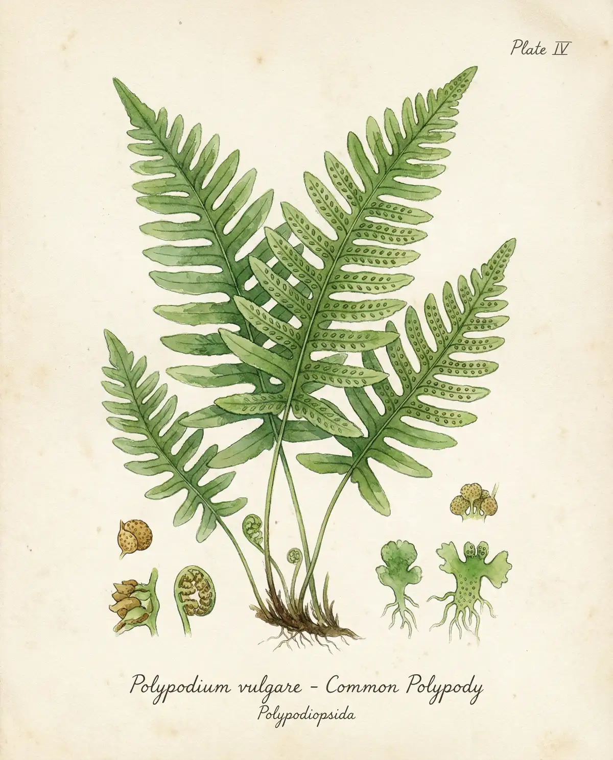 蕨类植物水彩教程 - 探花